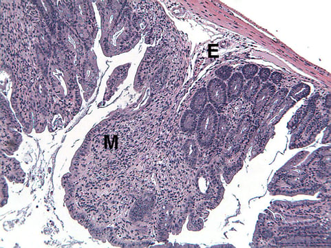 Anti-CD40 Colitis Model Validation Data 2