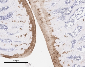 Collagen-II-Rat-Knee-B_IHC-300x237