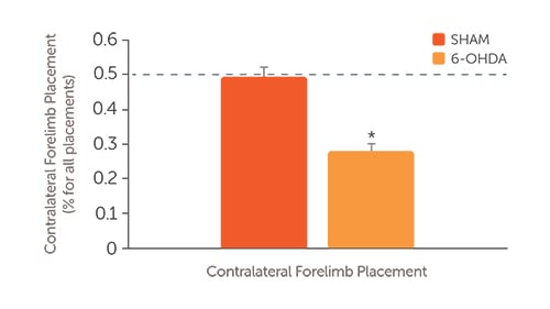 contralateral forelimb contacts compared to control animals in a cylinder test