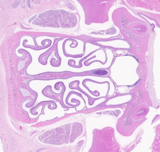 HistoStain2-1