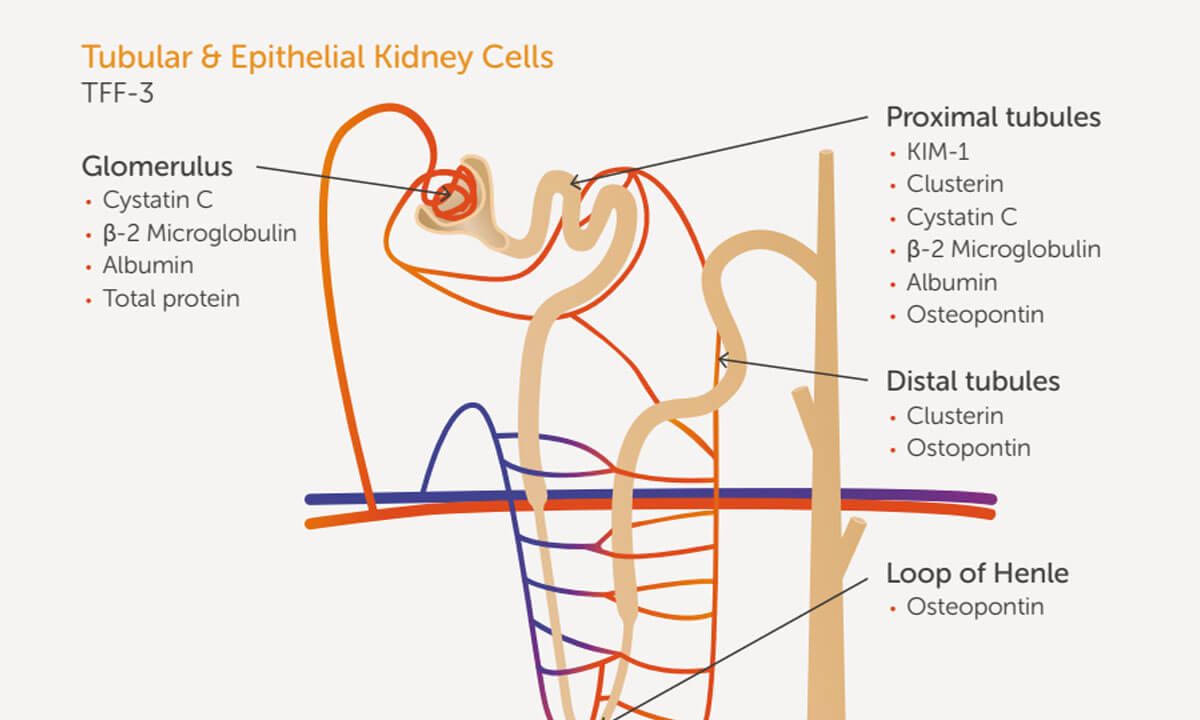 Inotiv Resource Content Thumbnails_0000_Markers of Renal Function & Toxicity