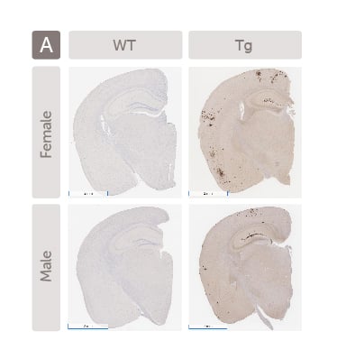 Alzheimers-webpage-Tg2576-mice-validation-data-2