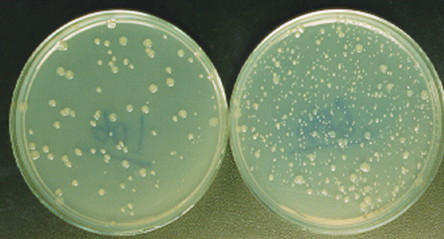 Bacterial-Reverse-Mutation-Assay