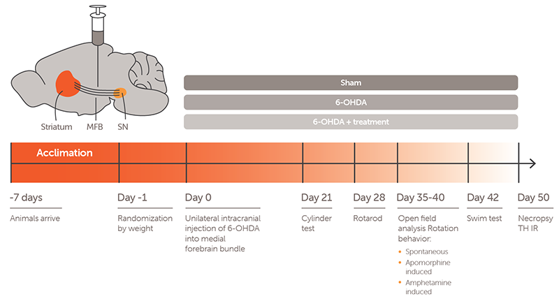 Discovery_Parkinsons_webpage redesign_6OHDA model