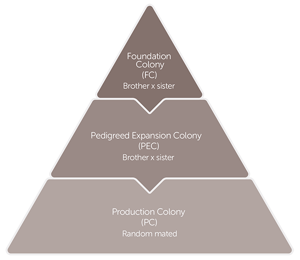 genetic-assurance-program-2