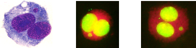 in-vitro-cytogenetics