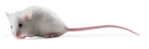 C57BL/6 albino mice: C57BL/6BrdCrHsd-Tyrc mutant mice