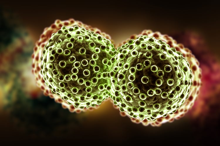 Pulmonary Inflammation Model