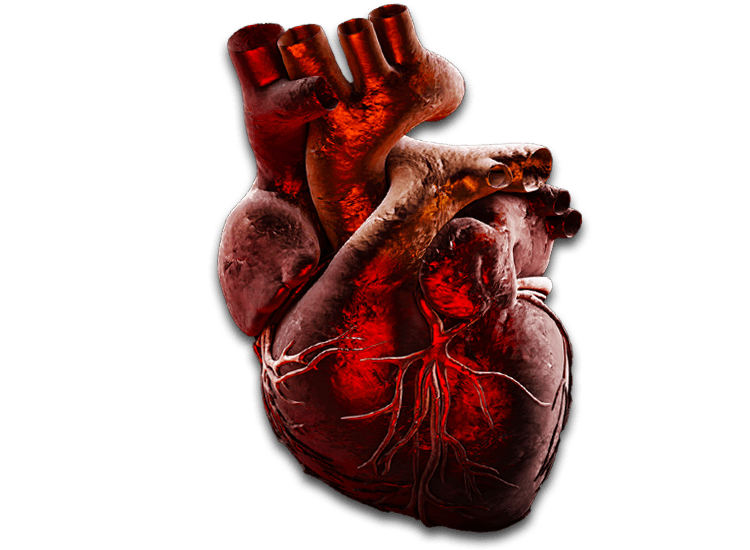 Cardiovascular