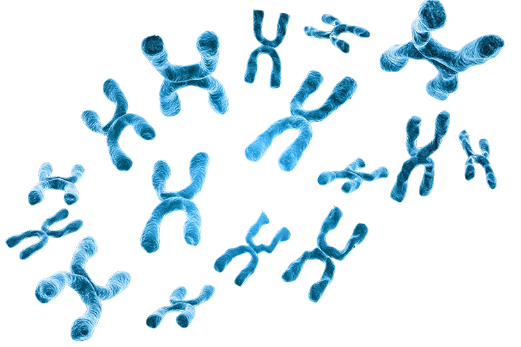 Genetic Toxicology Battery of Assays