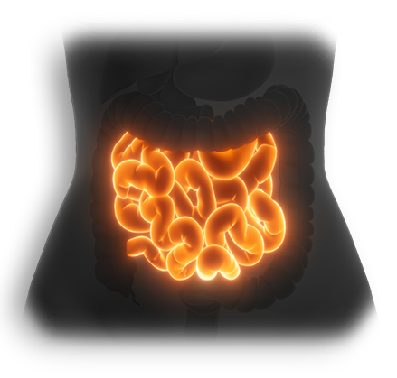 Small Intestinal Inflammation Models